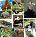 sabias.1.ANIMAL