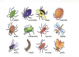 vyow.12insectos