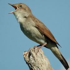 vyow.II.1.pajarillo