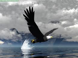 refl.aguila
