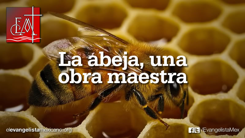 abeja