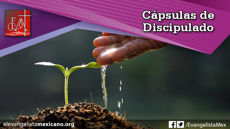capsulas discipulado