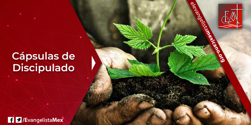 6. Cápsula de Discipulado Bíblico.png