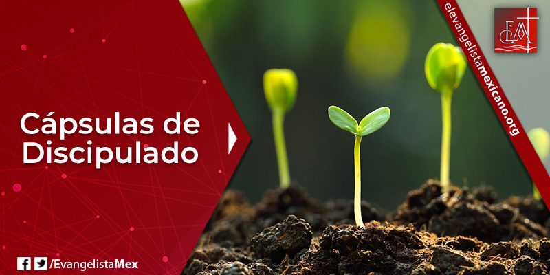 Capsula Discipulado